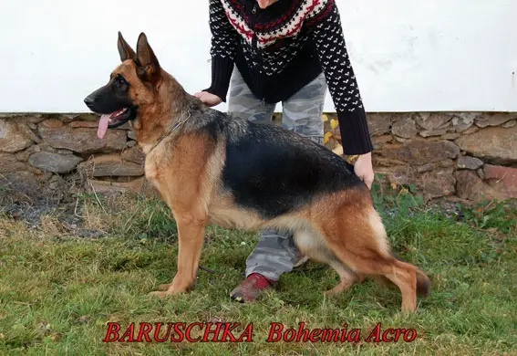 Baruschka Bohemia Acro