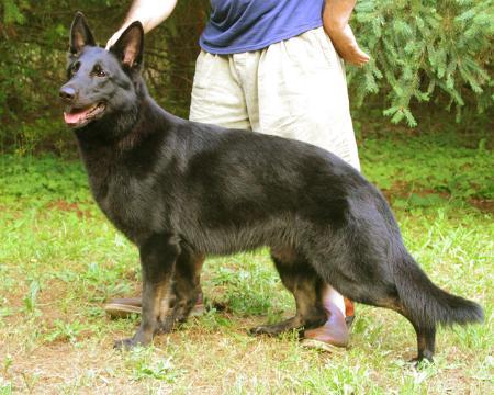 Blackhills Chaka Zulu