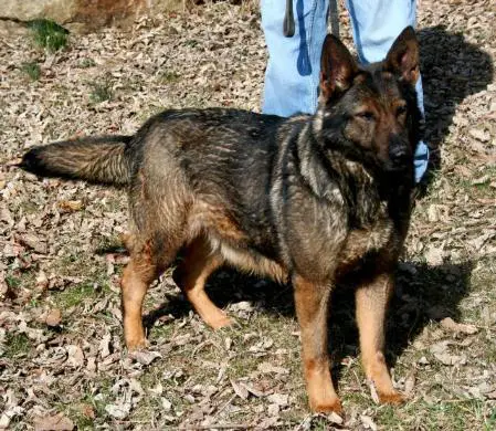 Bella Donna Von Gierla