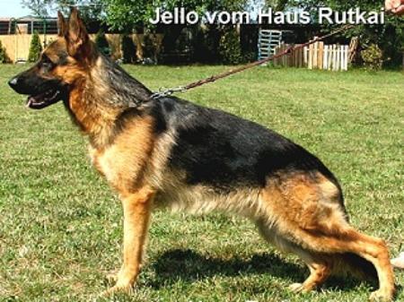 SG Jello vom Haus Rutkai