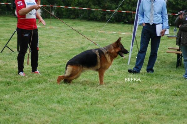 V.1 Sugovicai Bácsőr Ork