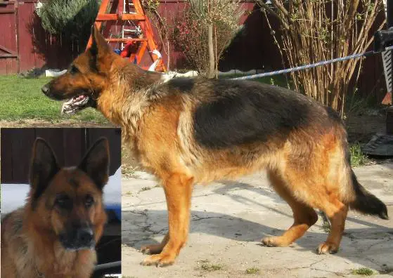 Cora Von Haus Cristi