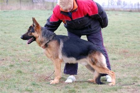 Kento Gelezinis vilkas