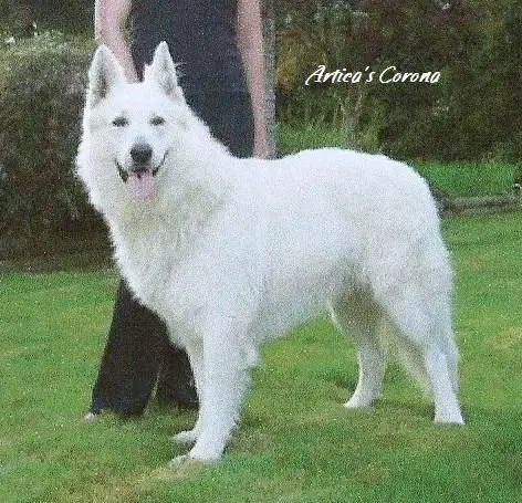 Artica's Corona