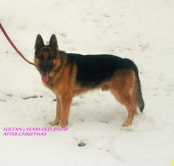 Sultan Von Prairie Haus