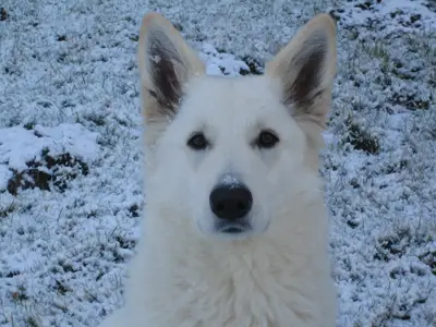 JW-W.'04 Dayita of Skah Dakota