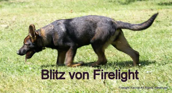 Blitz von Firelight