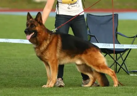 Taurus gelezinis vilkas