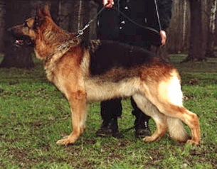 Shpilhof Adler