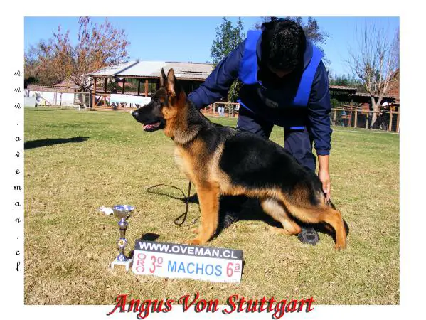 Angus von Stuttgart