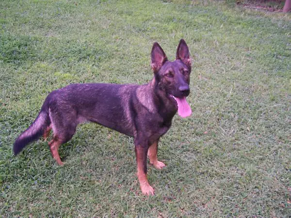 Michaels Emma Vom Schmidtzerheim