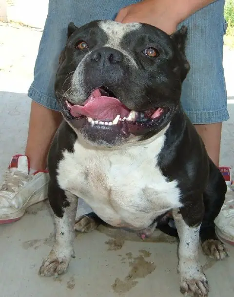 'PR' Mikelands Kracker Jack