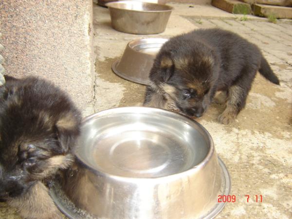 Szigetházi Rubi Archy