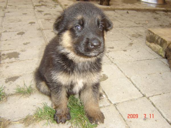 Szigetházi Rubi Alfy