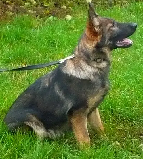 Brixie Der D-Zug Wolf /Ciklon/