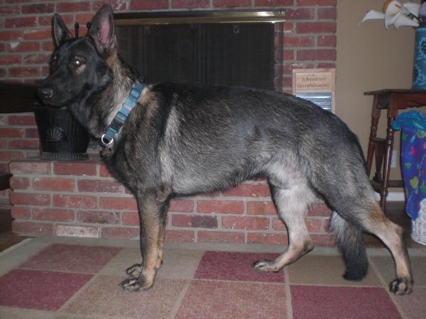 Baron's Jackson Von Argus
