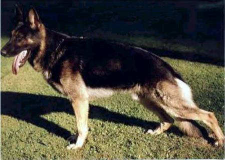 SG Brix vom Stoffelblick