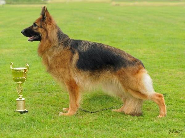 V3 BSZS 2012, CH.PL Ricke von der Piste Trophe