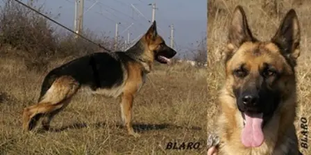 Mirra Maazi von Bienenwald