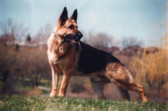 CH (CAN) Carissima's IL DUCE