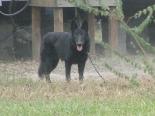 Ruger Von King Olivier