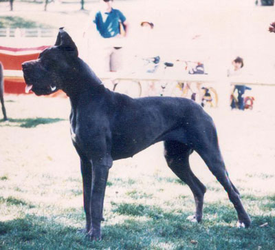 Lizzy D'ochretolievaltt