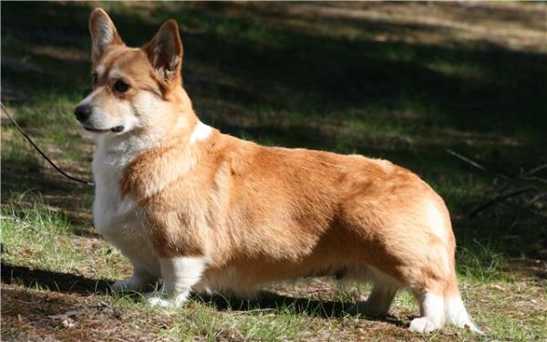 BALT JCH Nida Gyvates Asara