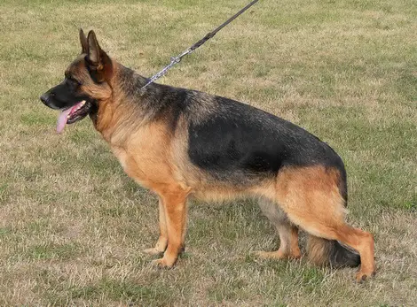 Udine in Regnum Marianum