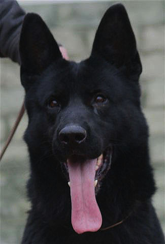 Ajay Von Meister waffen