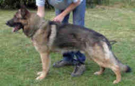 V Hank vom Sunnenbrink