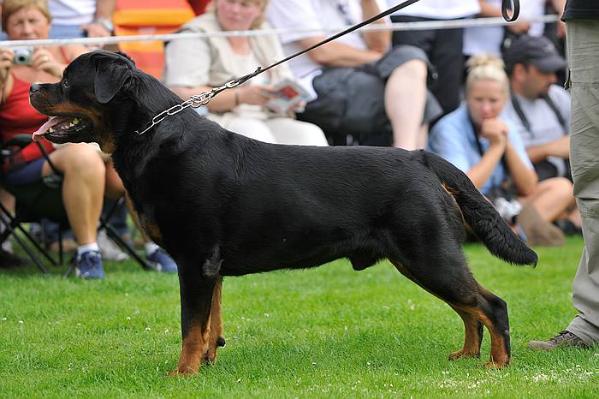 INT/RUS/DT-VDH CH Filou vom Räuberweg