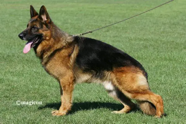 VA (BE & FR & NL) Horace du Parc a Mitrailles