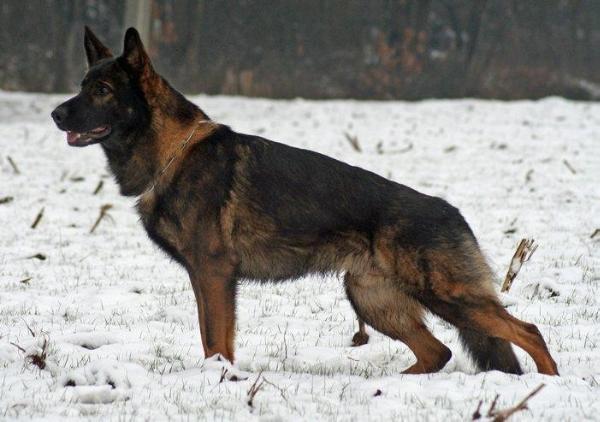 Flax van dingo's place