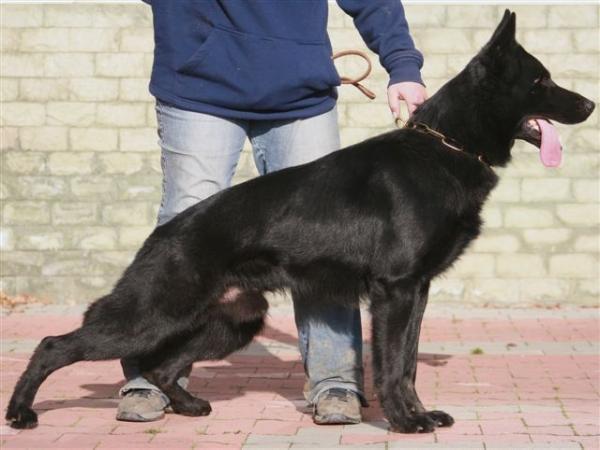 V Italo zet Eurosportu