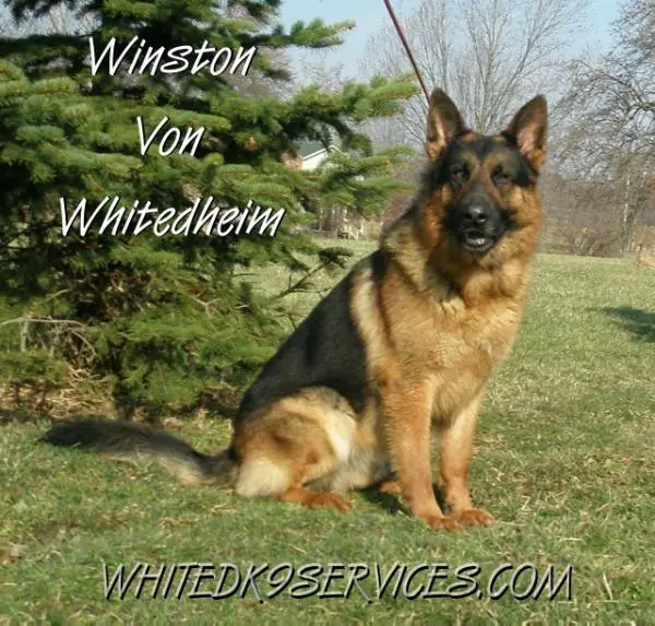 Winston Von Whitedheim