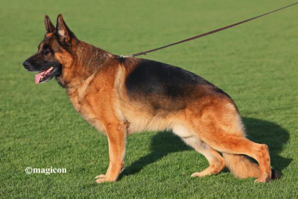 VA1 CYPRUS SIEGER'12 Harley vom Aphrodite Kennel