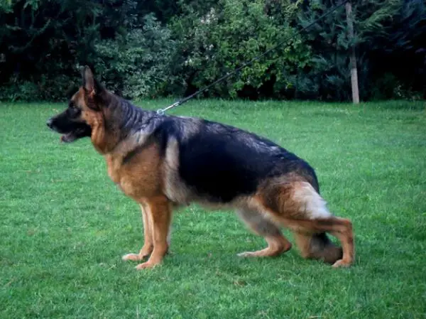 Gretchen Hausman vom Vormund