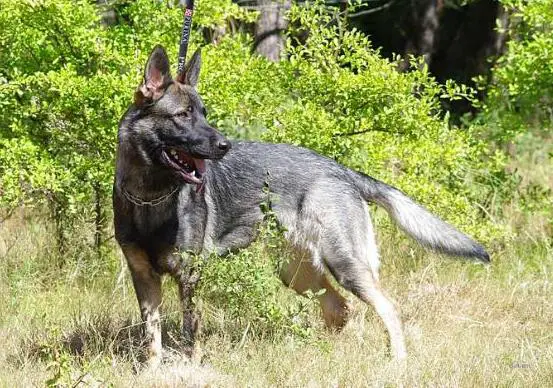 Eska du Château du Paradis