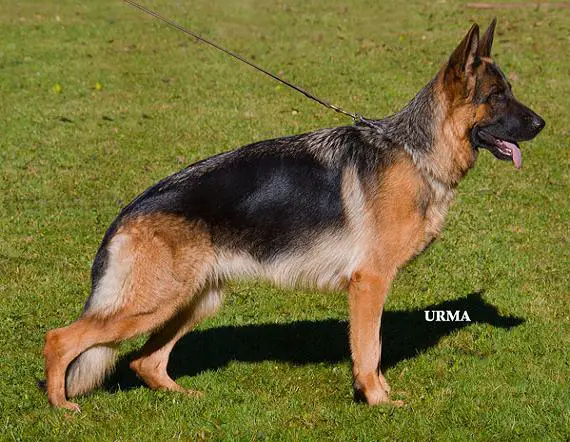 Taffi vom Kapellenberg