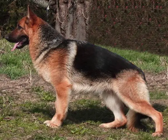 Lita vom Fichtenschlag