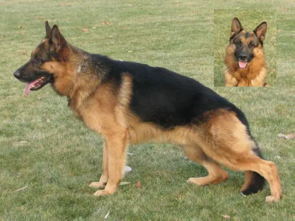 V Pandúr von Ultimo