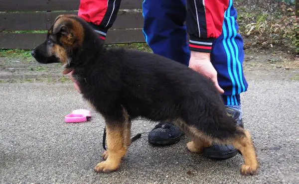 Sonny vom Haus Nicol