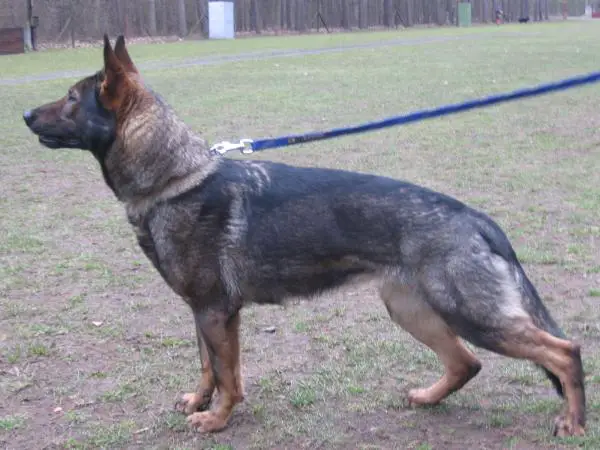 Carka Leopard Rex 5CV1/P 1tr