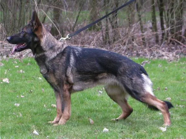 G Nessi vom Haus Ming