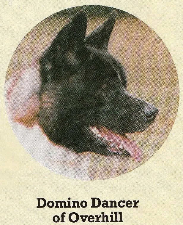 Domino Dancer Of Overhill
