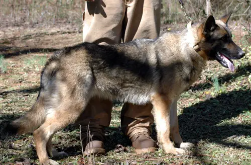Tasha vom Schwarzen Hund