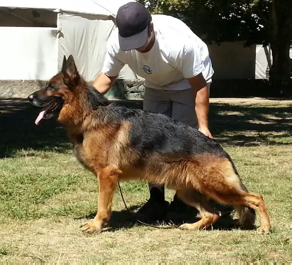 SG1 Fanto vom Fichtenschlag