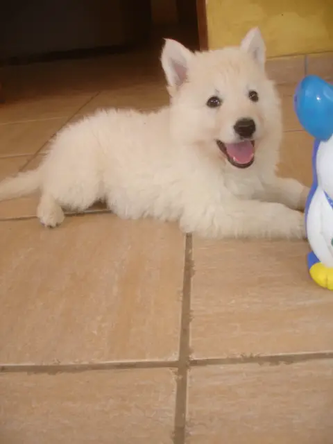 Atila De La Real Corte De Las Arcanas