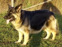 Emely vom Berliner Bären