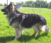 Opal vom Berliner Bären